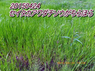 20150424 セイタカアワダチソウがちらほら