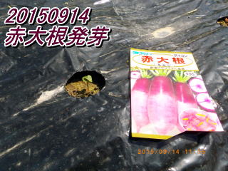 20150914 赤大根発芽