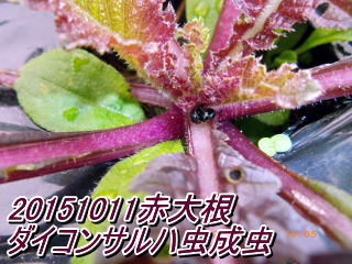 20151011赤大根 ダイコンサルハ虫成虫