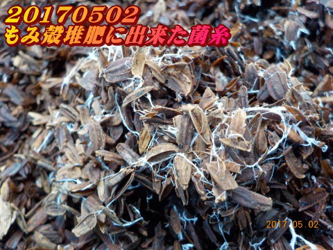 20170502 もみ殻堆肥に出来た菌糸