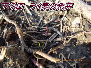 下の田　ライ麦の発芽